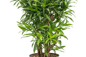 Pleomele (Dracaena) reflexa 'Song of Jamaica' (150-175)