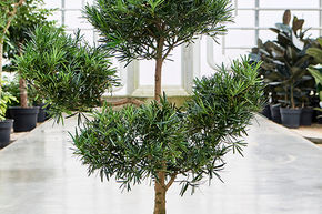 Podocarpus macrophyllus (120-130)