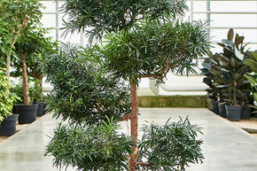 Podocarpus macrophyllus (140-160)