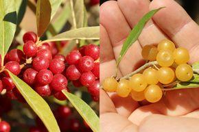 Mehrbeerestrauch Luberissima Pointilla 'Fortunella' & 'Amoroso'