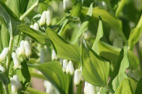 Polygonatum multiflorum