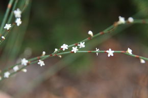 Polygonum scoparium