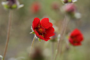 Potentilla atrosanguinea