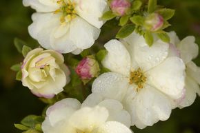 Potentilla fruticosa 'Double Punch Cream'