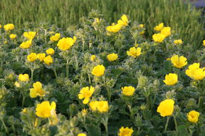 Potentilla megalantha