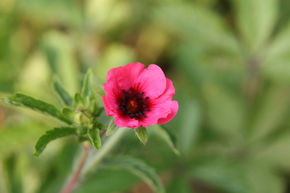 Potentilla nepalensis 'Miss Willmott'