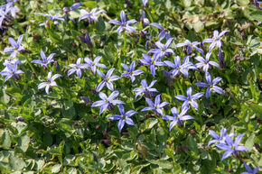 Pratia pedunculata 'Dark Blue' (Isotoma)