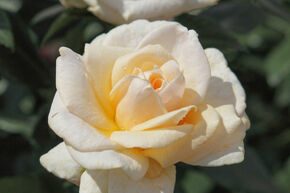 Rose 'Pride and Prejudice'
