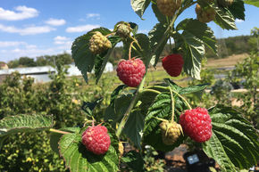 Herbsthimbeere Primeberry 'Autumn Fleshy'