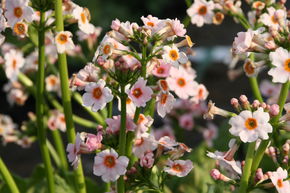 Primula japonica 'Appleblossom'