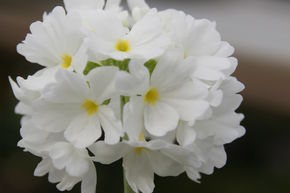 Primula denticulata 'Alba'