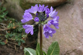 Primula denticulata