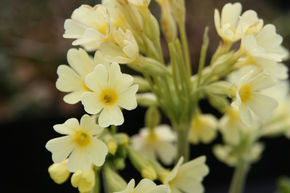 Primula elatior (Wildform)