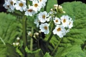 Primula japonica 'Alba'