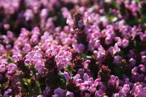 Prunella grandiflora 'Loveliness Pink'