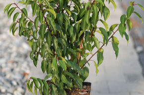 Hecken-Palette Prunus lusitanica 'Angustifolia' (24er Set)