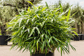 Pseudosasa japonica