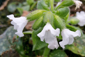 Pulmonaria saccharata 'Ice Ballet'