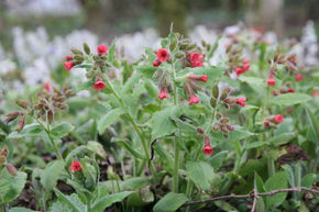 Pulmonaria rubra 'Salmon Glow'