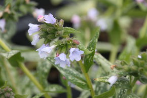 Pulmonaria saccharata 'Opal'