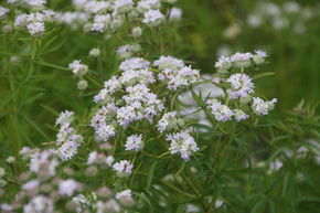 Pycnanthemum tenuifolium