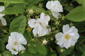 Ramblerrose  Bobby James / Bobbie James 