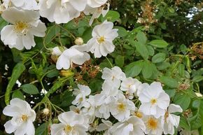 Ramblerrose 'Kiftsgate'