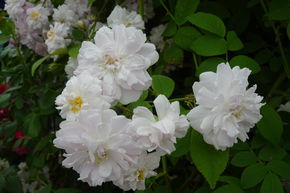 Ramblerrose 'Paul's Himalayan Musk'