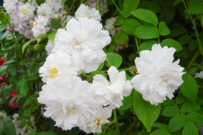 Ramblerrose 'Paul's Himalayan Musk'