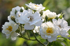 Ramblerrose 'Rambling Rector'