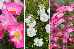 Rosenbeet 'Blten und Butten'