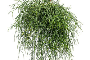 Rhipsalis burchelli