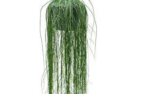 Rhipsalis floccosa