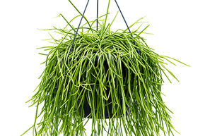 Rhipsalis kirbergii