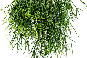 Rhipsalis pulchra