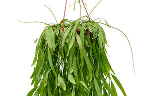 Rhipsalis ramulosa 'Red Coral'