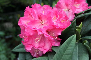 Rhododendron Hybride 'Ariane' INKARHO