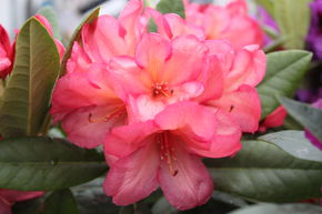 Rhododendron Hybride 'Balalaika' INKARHO