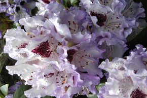 Rhododendron Hybride 'Blue Peter'