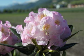 Rhododendron 'Brigitte'