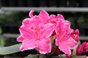 Rhododendron 'Claudine'