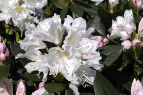 Hecken-Palette mit Rhododendron Hybride 'Cunningham's White'
