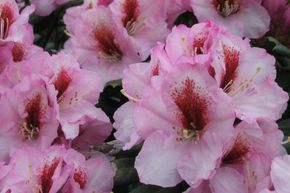 Rhododendron 'Diadem'