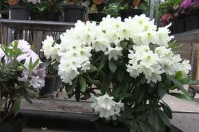 Rhododendron Hybride 'Dufthecke'® weiss, INKARHO