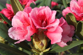 Rhododendron Hybride 'Erika Guyens'