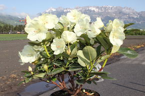 Rhododendron Hybride 'Goldkrone' INKARHO