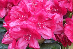 Rhododendron Hybride 'Hachmann's Feuerschein' (S)