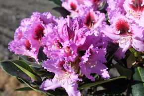 Rhododendron Hybride 'Kabarett'