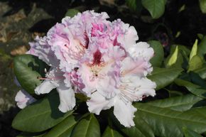 Rhododendron Hybride 'Progres'