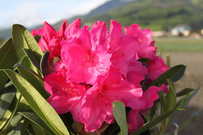 Rhododendron Hybride 'Walkre'